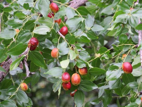 なつめの木 風水|ナツメ(棗)の花言葉｜花や実の特徴、効能は？｜ 